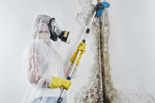Best Mold Testing  in Nappanee, IN