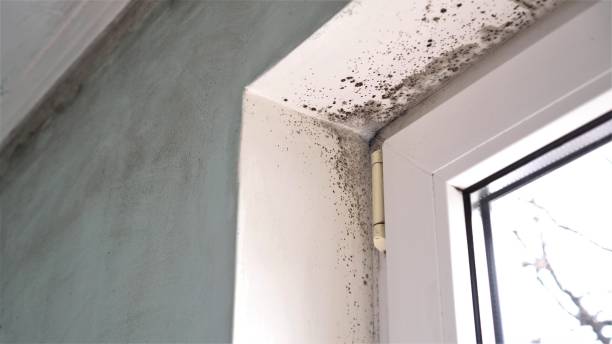 Best Residential Mold Removal  in Nappanee, IN