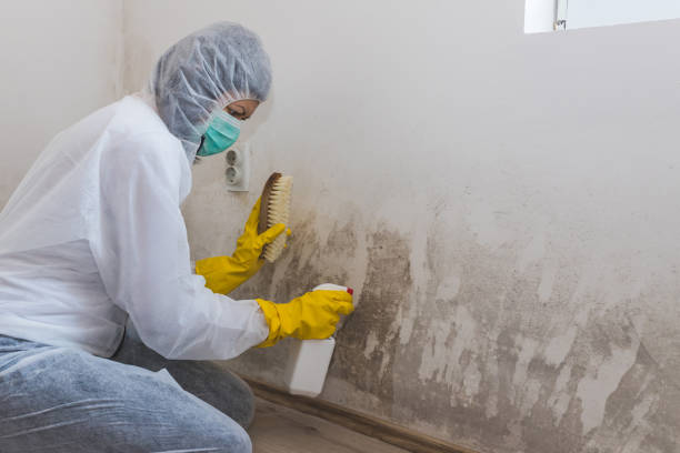 Home Mold Removal in Nappanee, IN