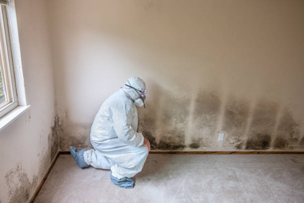 Best Mold Damage Repair  in Nappanee, IN