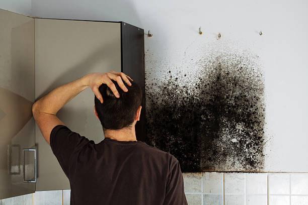 Best Black Mold Removal  in Nappanee, IN