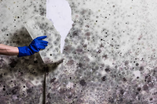 Best Mold Removal Specialists  in Nappanee, IN