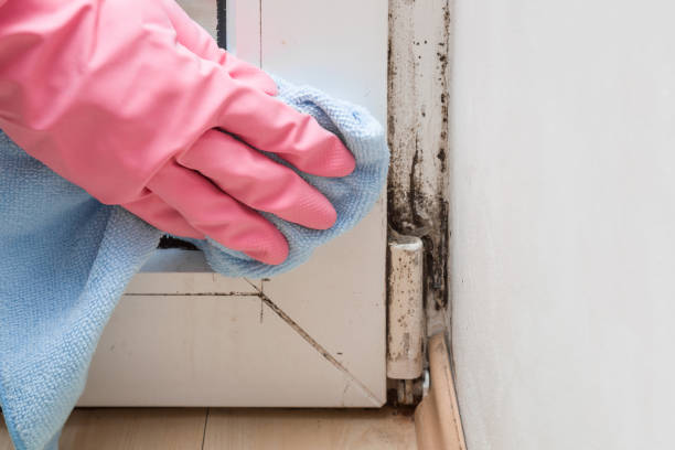 Best Certified Mold Removal  in Nappanee, IN