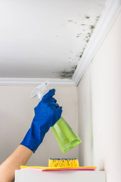 Best Best Mold Removal Companies  in Nappanee, IN